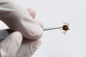 Disinfestazione pulci e zecche per aziende