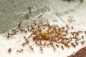 disinfestazione formiche per aziende