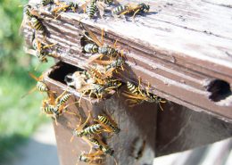 disinfestazione vespe per enti pubblici