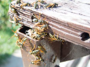disinfestazione vespe per enti pubblici