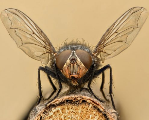 immagine di mosca durante disinfestazione mosche per aziende