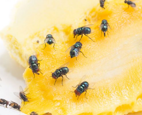 disinfestazione mosche per privati